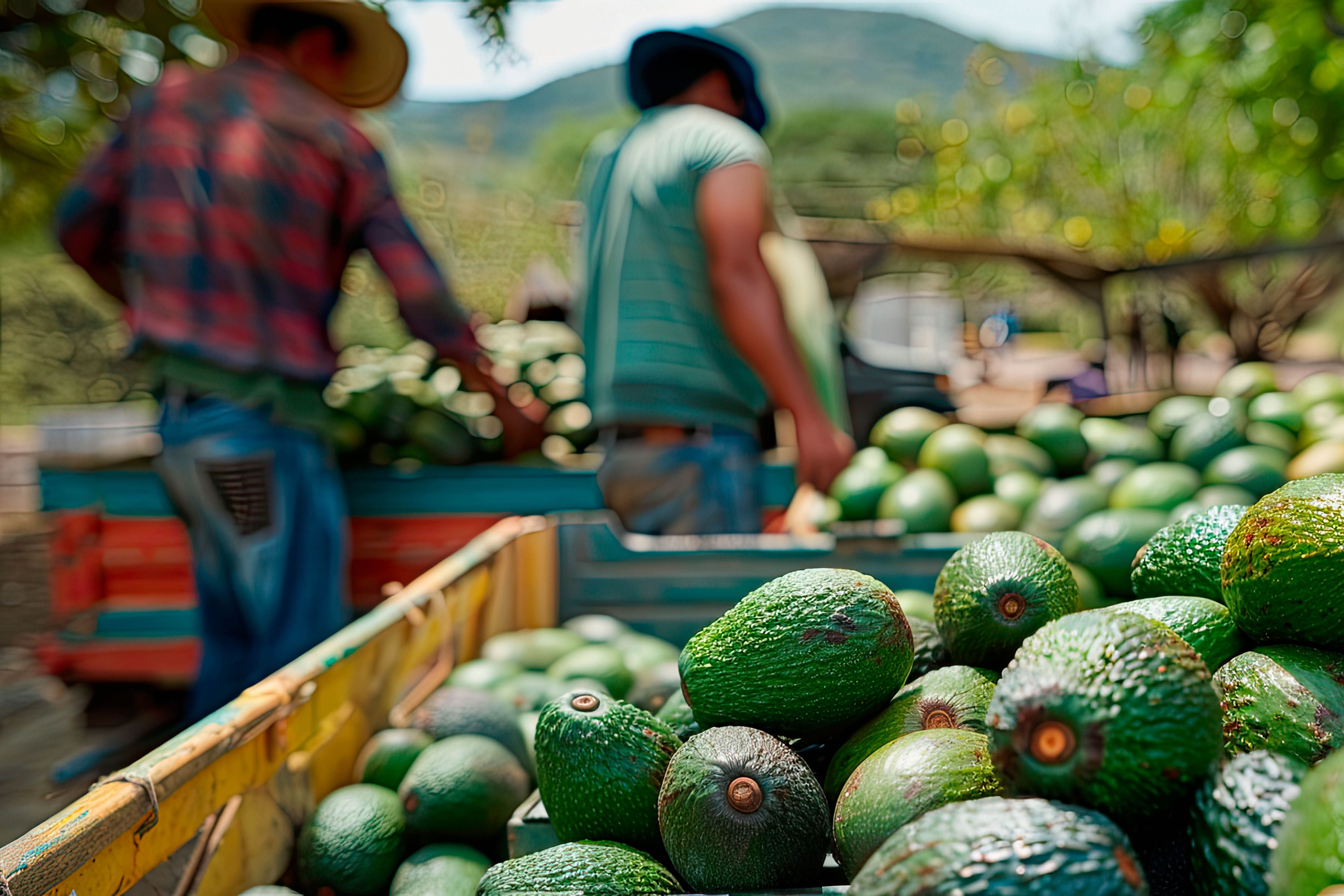 Acuerdan México y EU que personal mexicano supervise huertos de aguacate