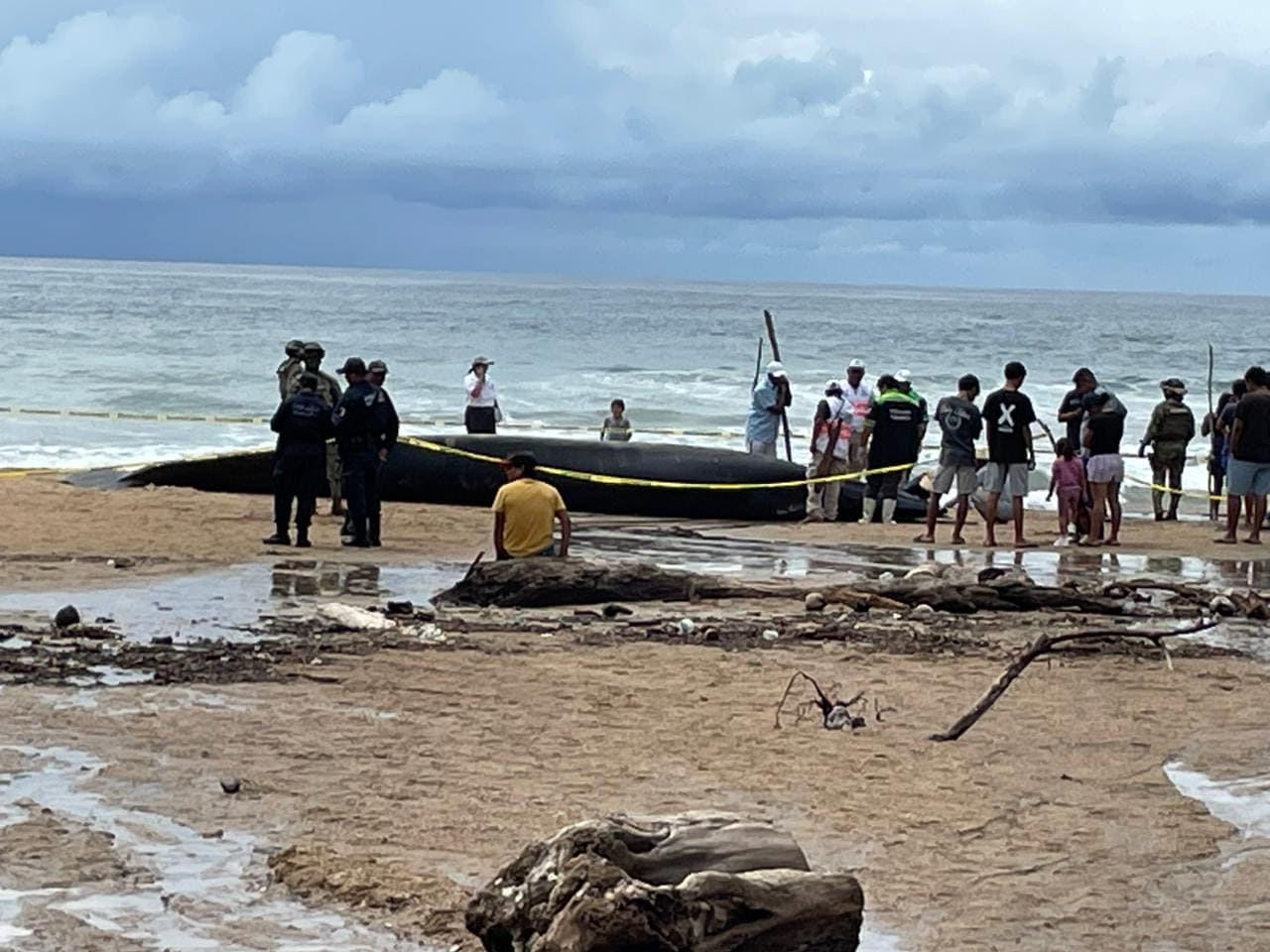 Atiende grupo de varamiento de mamíferos marinos de Oaxaca encallamiento de ballena en Santa María Tonameca