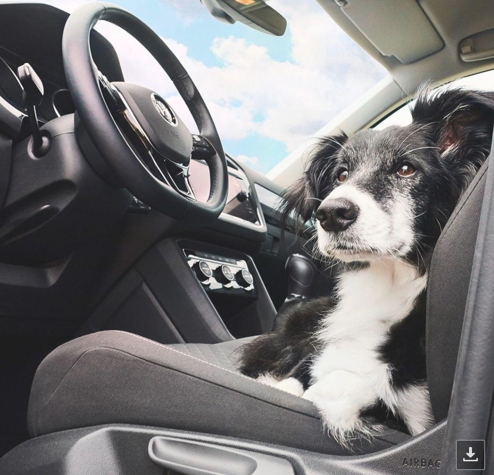 ¿Por qué los perros asoman su cabeza cuando viajan en auto?