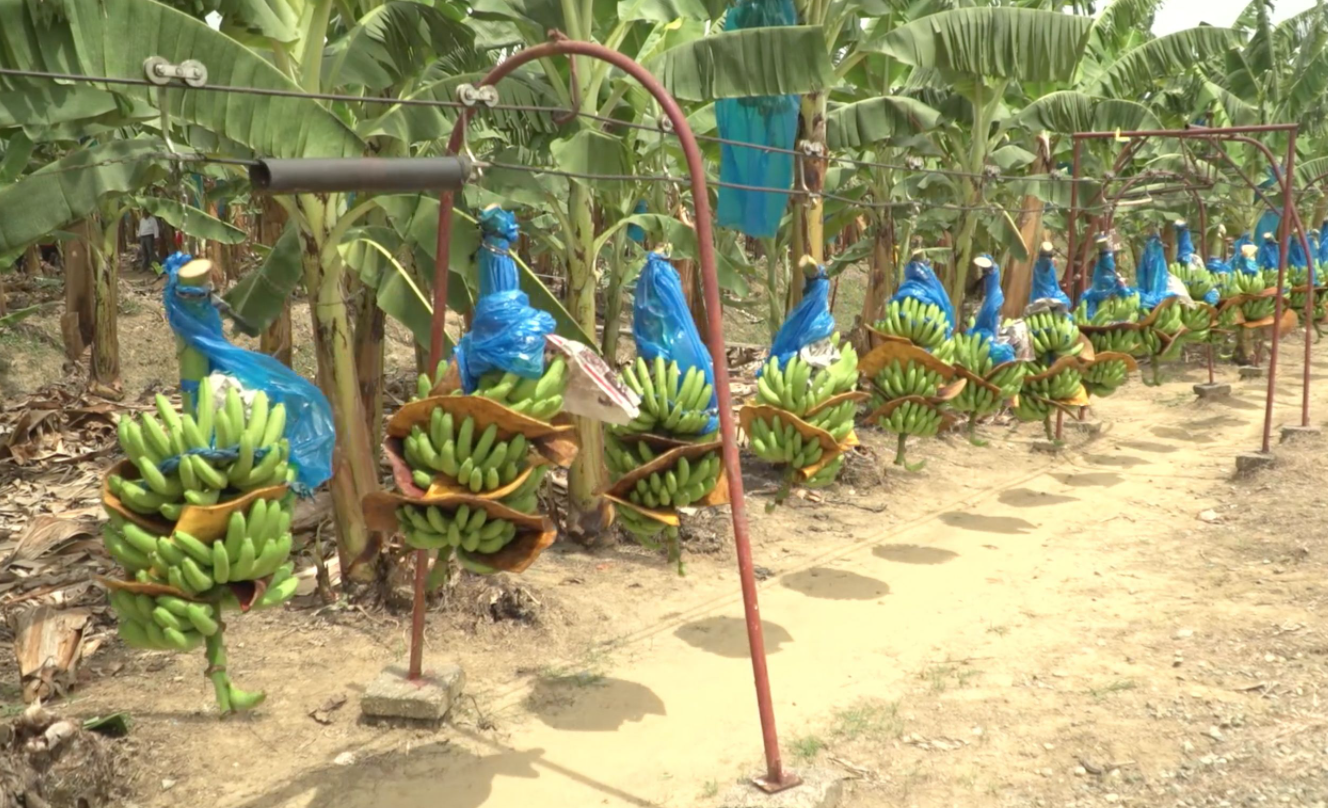 Aumentó 2.9 por ciento producción de plátano mexicano en 2020​