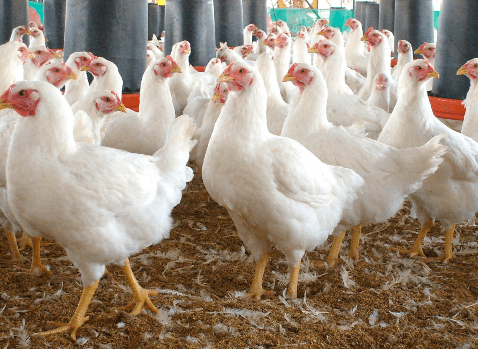 Reporta Agricultura caso de influenza aviar AH5N1 en México