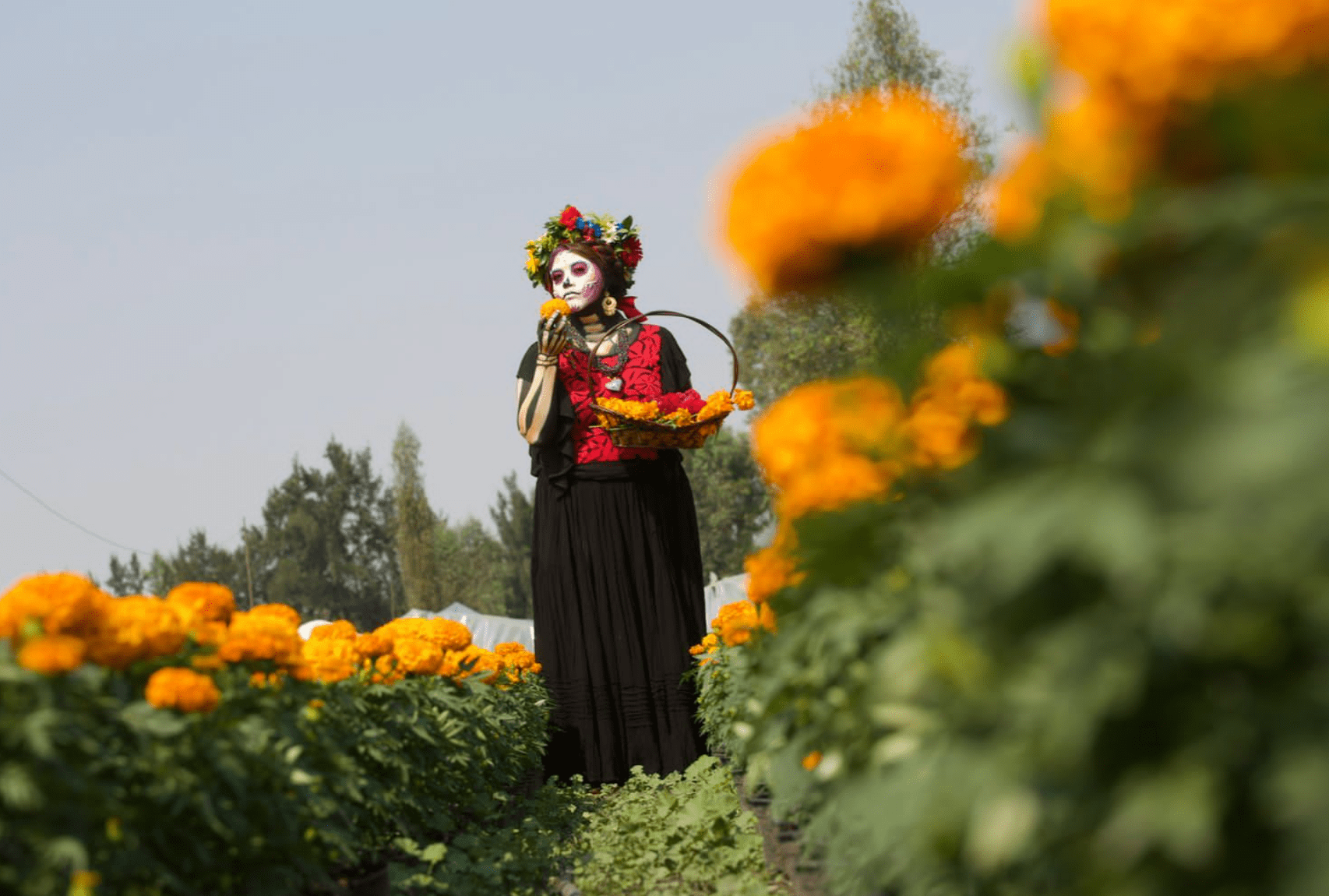 Aumenta producción de flor de cempasúchil en temporada 2022 de Día de Muertos