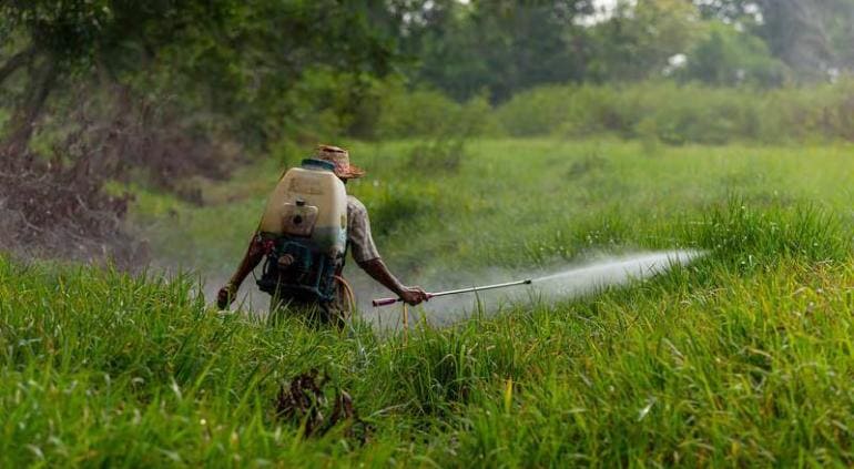 Agricultores mexicanos podrán seguir utilizando glifosato