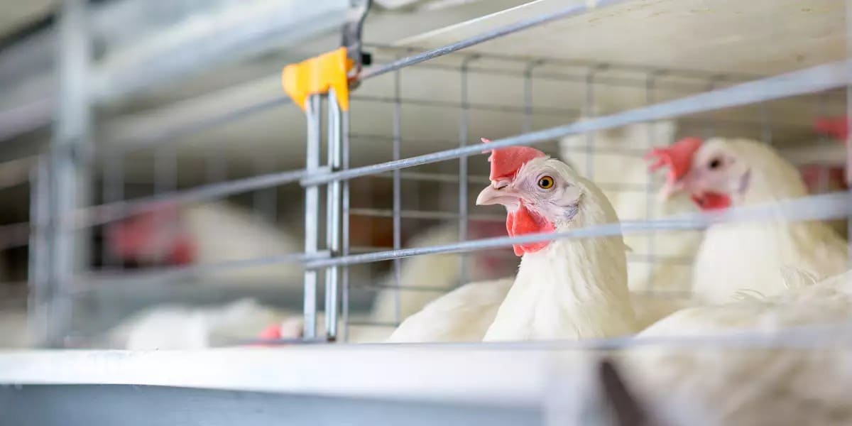 OMS confirma en México primera muerte de una persona por gripe aviar A en el mundo